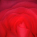 Rose Robinson Photo 10