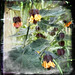 Terri Maple Photo 10