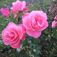 Amy Dowd Photo 35