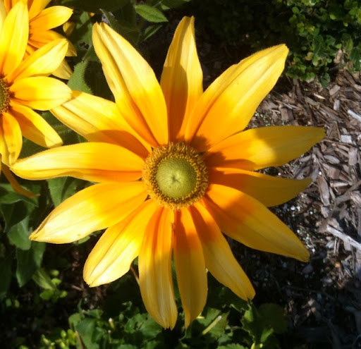Cindy Blackburn Photo 14