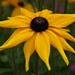 Susan Jewell Photo 14