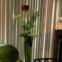 Cheryl Lang Photo 35
