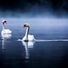 Alex Swan Photo 27