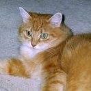 Ginger Hall Photo 37