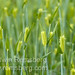 Edwin Wheat Photo 4