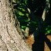 Tommy Chestnut Photo 10