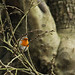 Robin Hubbard Photo 16