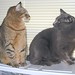 Tabitha Brown Photo 19