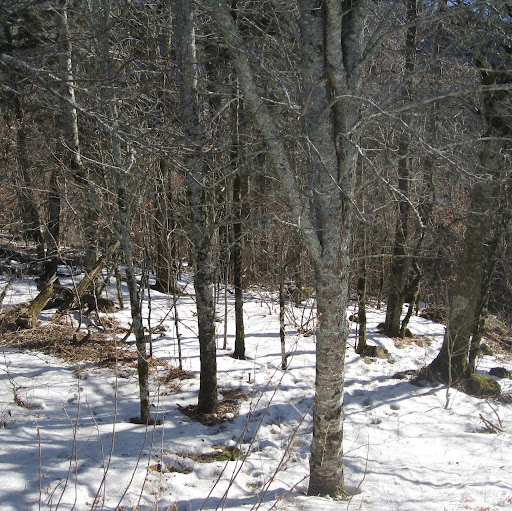 Debra Schwartz Photo 37