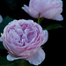 Rose Hamilton Photo 20