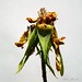 Susan Rose Photo 16