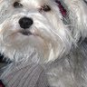Sherry Mccarthy Photo 19