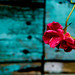 Rose Alley Photo 9