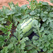 Janet Carson Photo 35