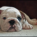 Ronald Small Photo 17