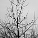 Starling Davis Photo 13