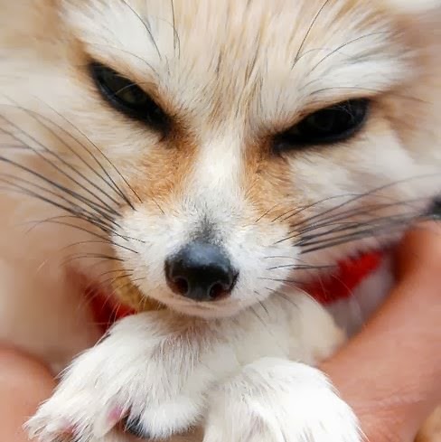 Alice Fox Photo 12