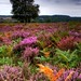 Heather Forrest Photo 15