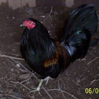 Wayne Dotson Photo 38