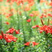 Lily Shi Photo 23