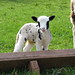 Jacob Lamb Photo 37