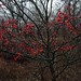 Sharon Berry Photo 34