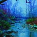 Misty Day Photo 15