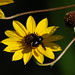 Susan Guyton Photo 13