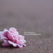 Crystal Ash Photo 14