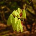 Cheryl Hoyt Photo 16