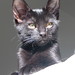 Leo Bradshaw Photo 10