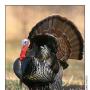 Keith Lytle Photo 25