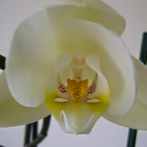 Jane Whitmore Photo 14