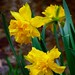 Lillie Woods Photo 9
