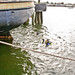 Joseph Diver Photo 9