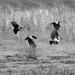 Patricia Crow Photo 25