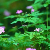 Vicky Barron Photo 7