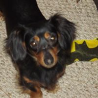 Tricia Vickery Photo 6