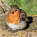 Robin Sutherland Photo 26