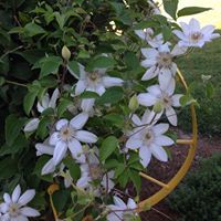 Linda Lytle Photo 15