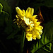 Louisa Flowers Photo 12