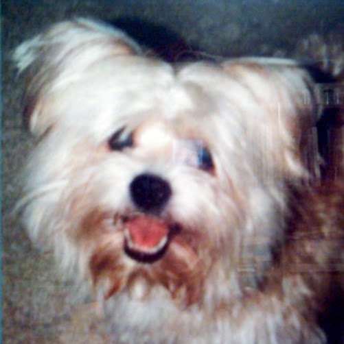 Donna Damico Photo 7