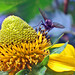 Linda Meadows Photo 9