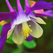 Harriet Hope Photo 11