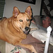 Joe Shults Photo 8