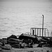 Rich Scanlon Photo 13