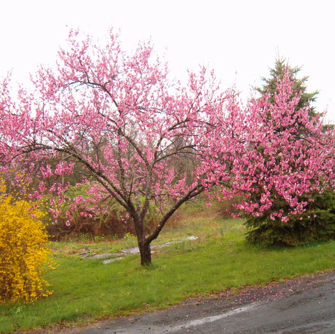 Alan Silverman Photo 43