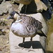 Don Fowls Photo 9