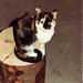 Tabitha Miranda Photo 16