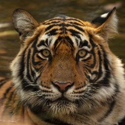 Shrikant Joshi Photo 22